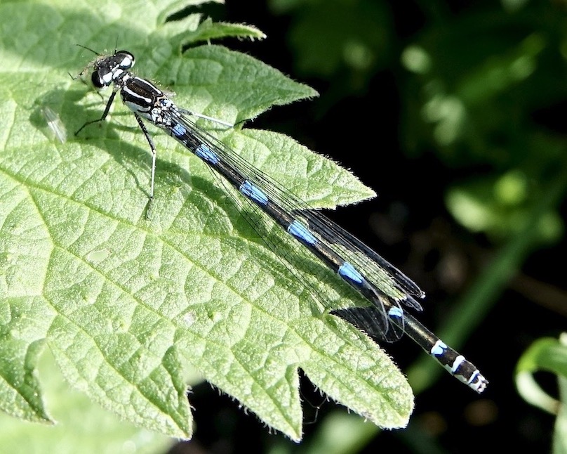 variable damselfly